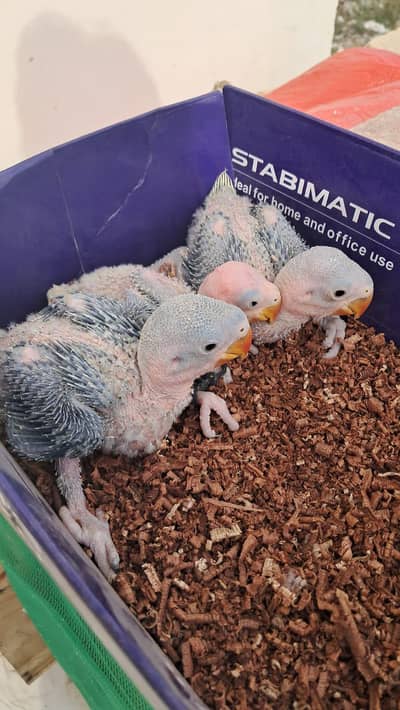 Raw chick's 15 to 20 days old