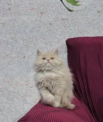 Cat Persian Persian kittens Blue eyes long hair 03/40\58/786\97:⁠'⁠(