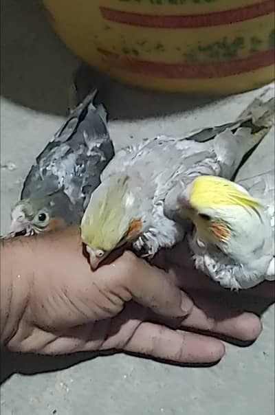 Hand Tamed Fawn Cream Face Cockatiel chicks  And Grey Cockatiel Chicks