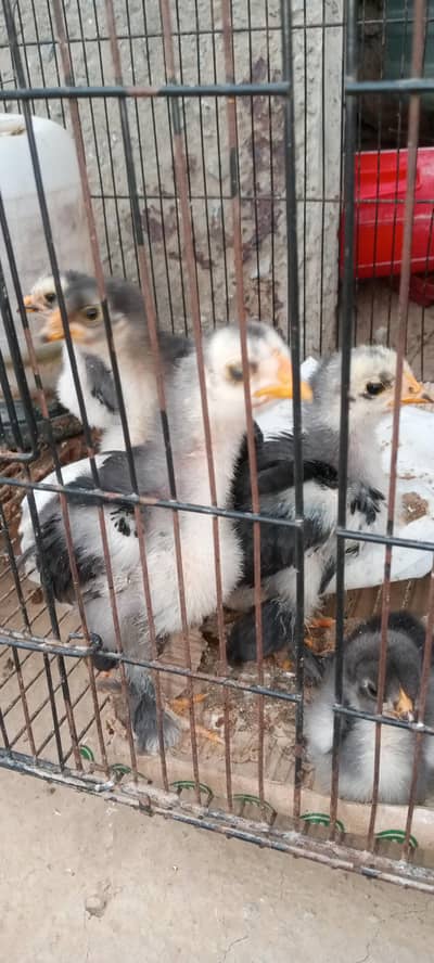 blue buff bareedar pair