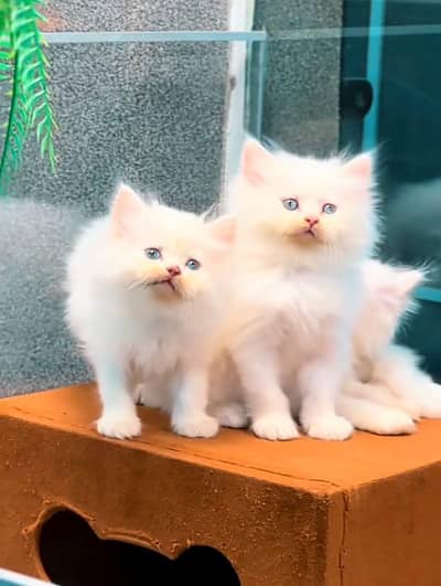 Cat Persian Persian kittens Blue eyes long hair 03/40\58/786\97:⁠-⁠$