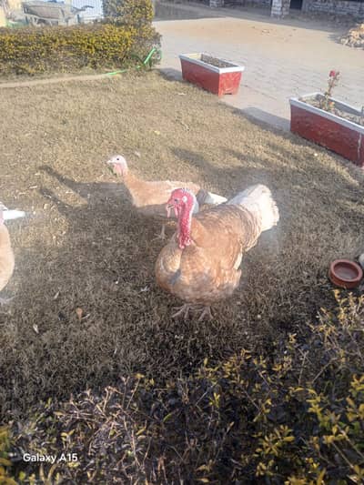 Turkey  female 3 male 1