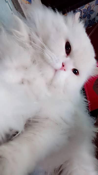 Persian female cat