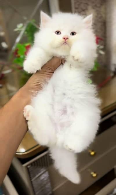 Cat Persian Persian kittens Blue eyes long hair 03/40\58/786\97;⁠)