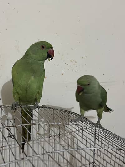 RAW Green parrot Pair for sell