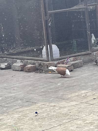 Sherazi pair for sale with chicks  (0/3/2/4/5/7/7/5/9/2/9)