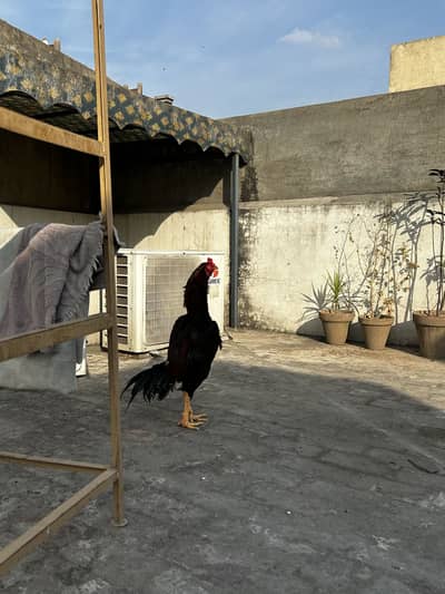 Kalkandiya breed of Bao Nawazish