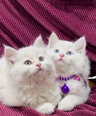 Cat Persian Persian kittens Blue eyes long hair 03/40\58/786\97