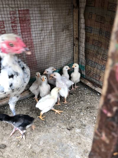 high quality homebreed chicks available