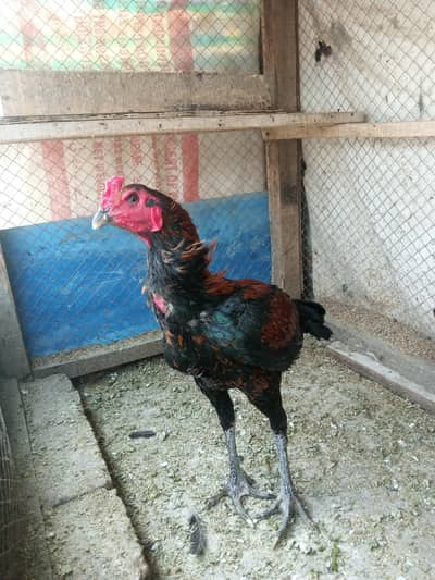 thai murga 03209745706