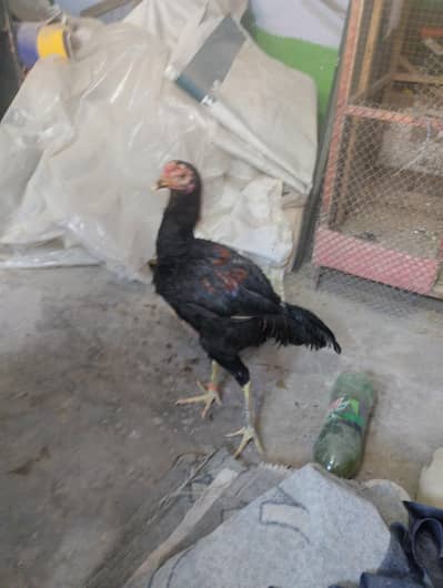 pure burmi pakoya patha