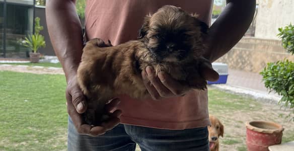 Poodle/toy breed/Shihtzu female pup
