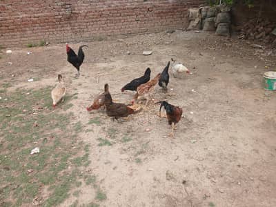 Hens Egg laying Available