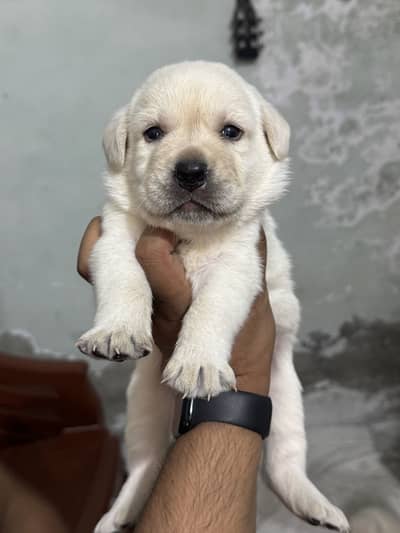 Labrador puppy for sale