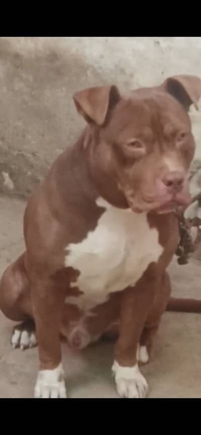 American Pitbull 03083071000