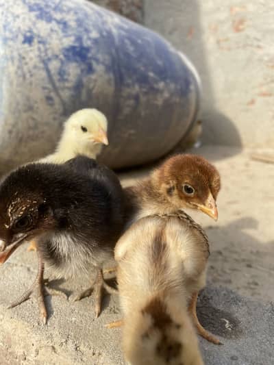 Pure Pakistani Aseel Home Breed Chicks