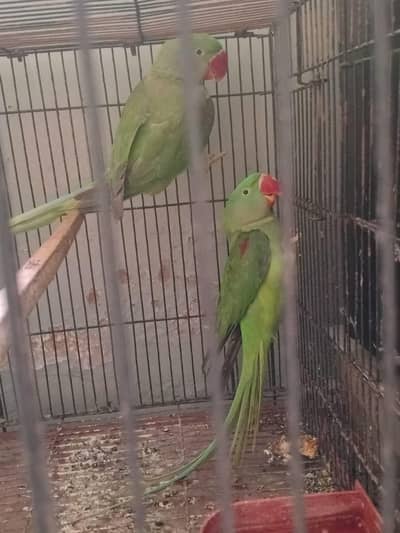parrot sell