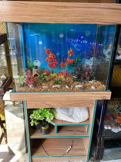 Fish aquarium for sale with 5 fishes gold and koi fish present in aqu
