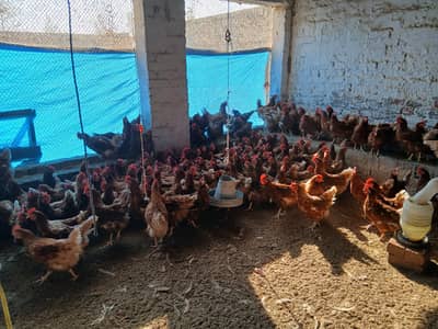 Lohmann Brown and black hens and roosters