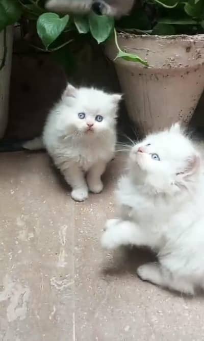 Cat Persian Persian kittens Blue eyes long hair 03/40\58/786\97:⁠-⁠!