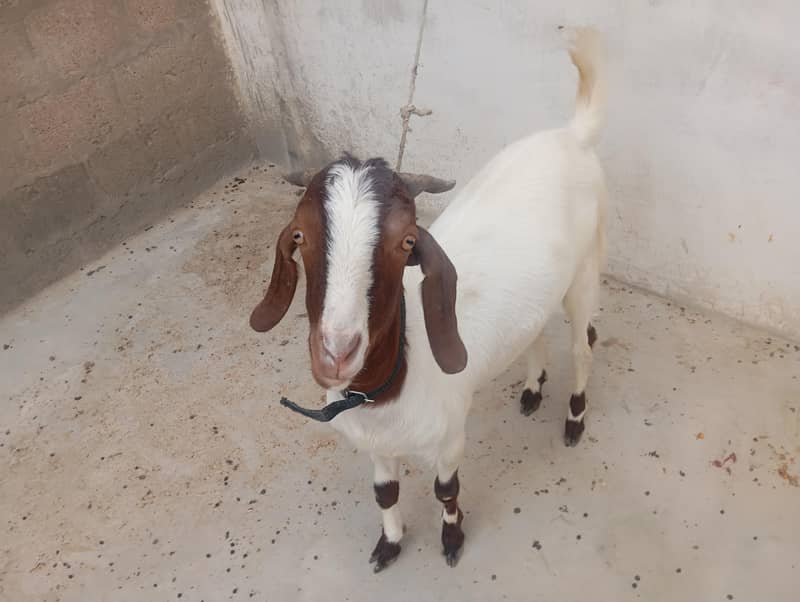 bakra 3