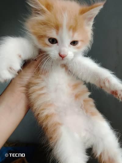 Persian male kitten available for sale