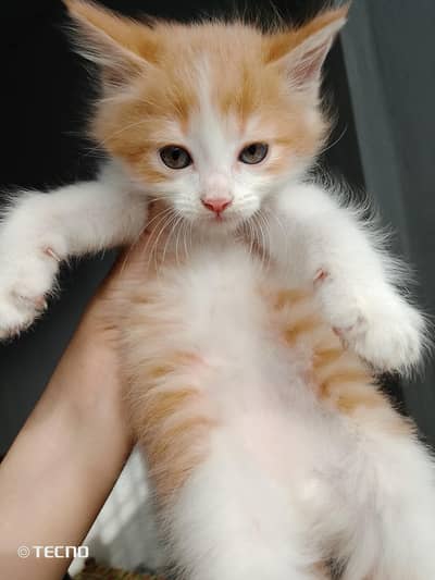 Persian male kitten available for sale