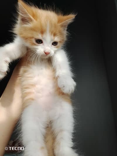 Persian male kitten available for sale