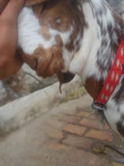 full healty hai ln Wala rapta kare my wattsapp 03194524019