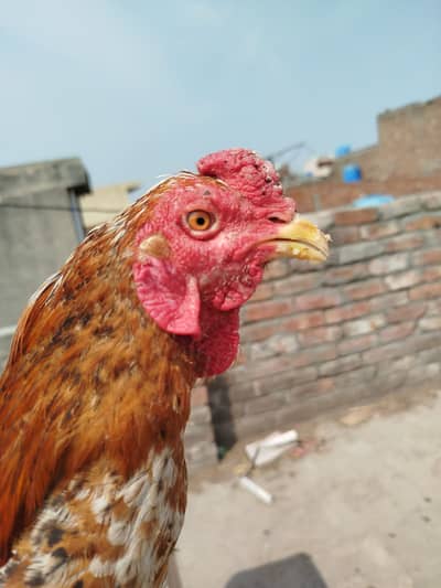 Aseel Bread Male Female Urgent Sale