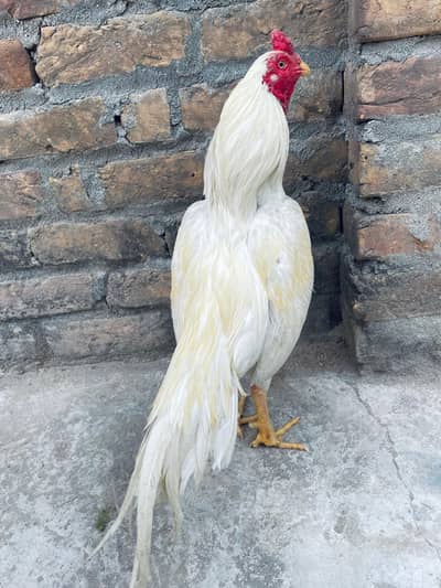 heera Aseel zero size