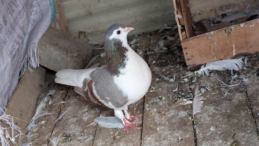 lalband shirazi gandydar