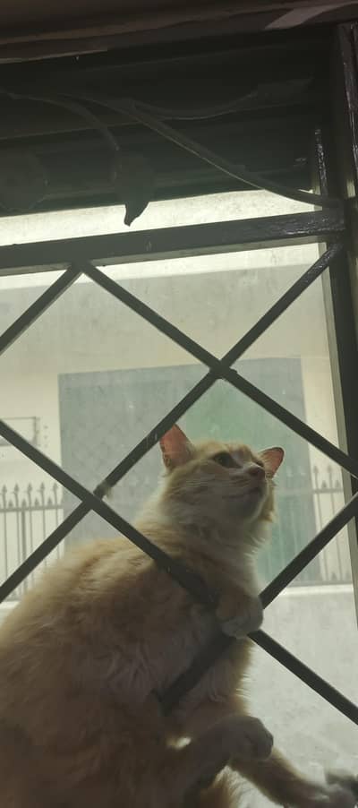 Brown Fluffy person cat double coated