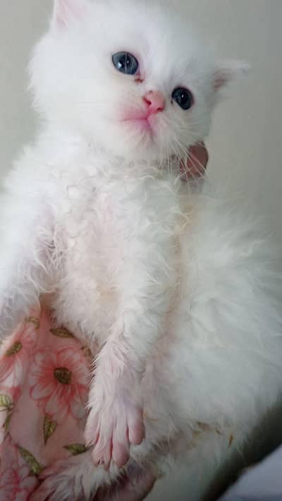 Persian kittens triple coat