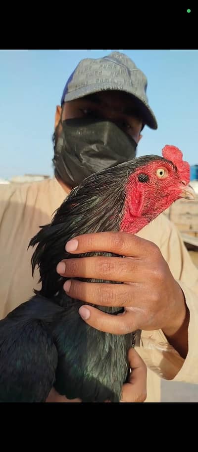 Mushka Lasani In Black keel 