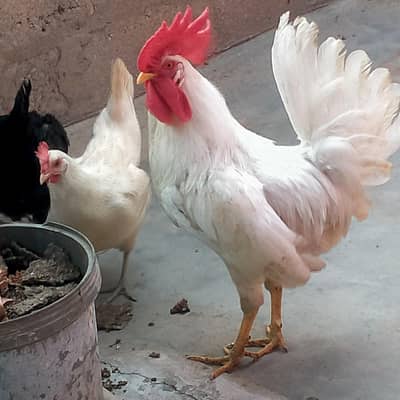 golden misri ande wali murgiyan