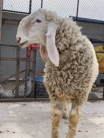 Larkana Gulabi Dumba for sale