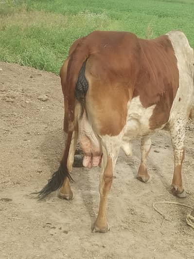 cow / sindhi cow / shiwal cow/ dhood wali cow/ cow with bachra