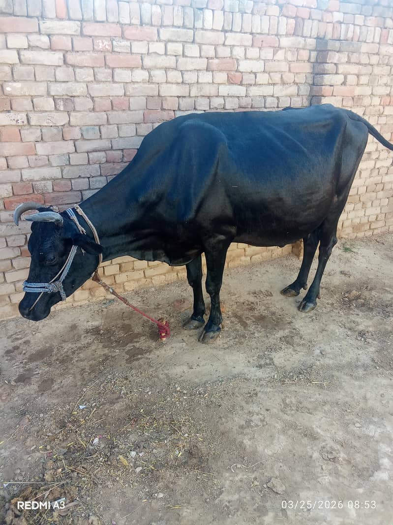 گائے ساتھ وچھی  برائے فرخت 0