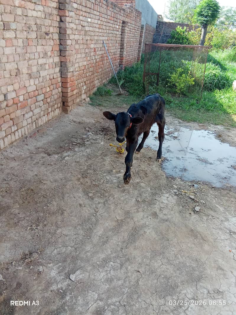 گائے ساتھ وچھی  برائے فرخت 1