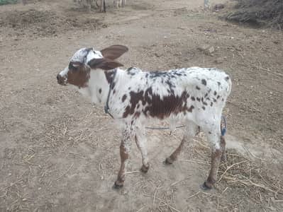 cow / sindhi cow / shiwal cow/ dhood wali cow/ cow with bachra