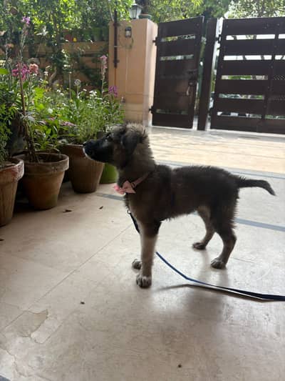 Free Puppy / Owner Moving Abroad