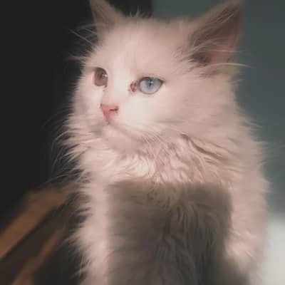 Persian Cat & Kittens Available – female  and male