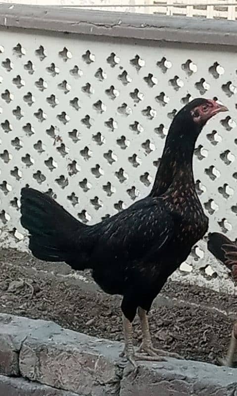 Aseel Patha Pathi 11