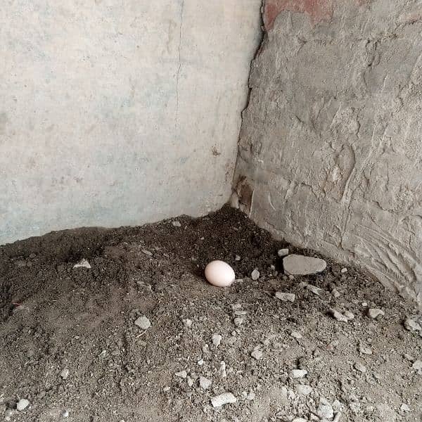 Aseel Patha Pathi 12