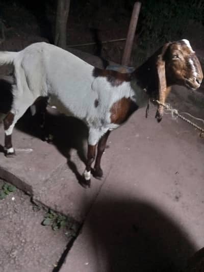 Pateri breed goat female for sale