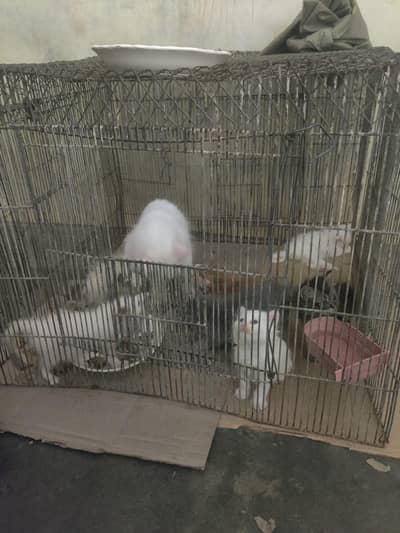 pure persian 5 kittens with mother