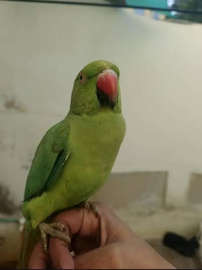 urgent sell Hand tame