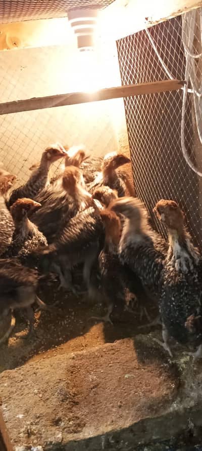 Healthy Egyptian Fayoumi Chicks 1.5 months