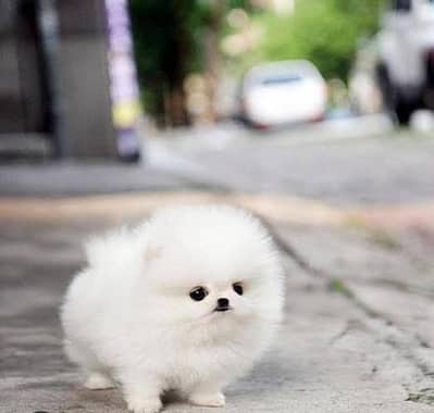 Pomeranian puppies 03335687102